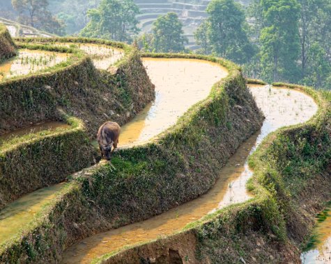 Mu Cang Chai Vietnam