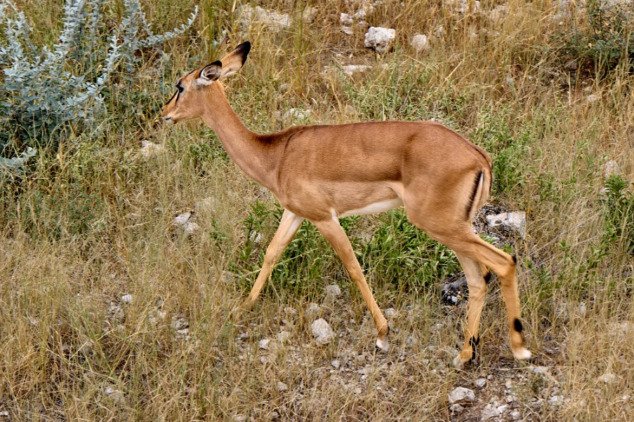 Namibia2024_0285