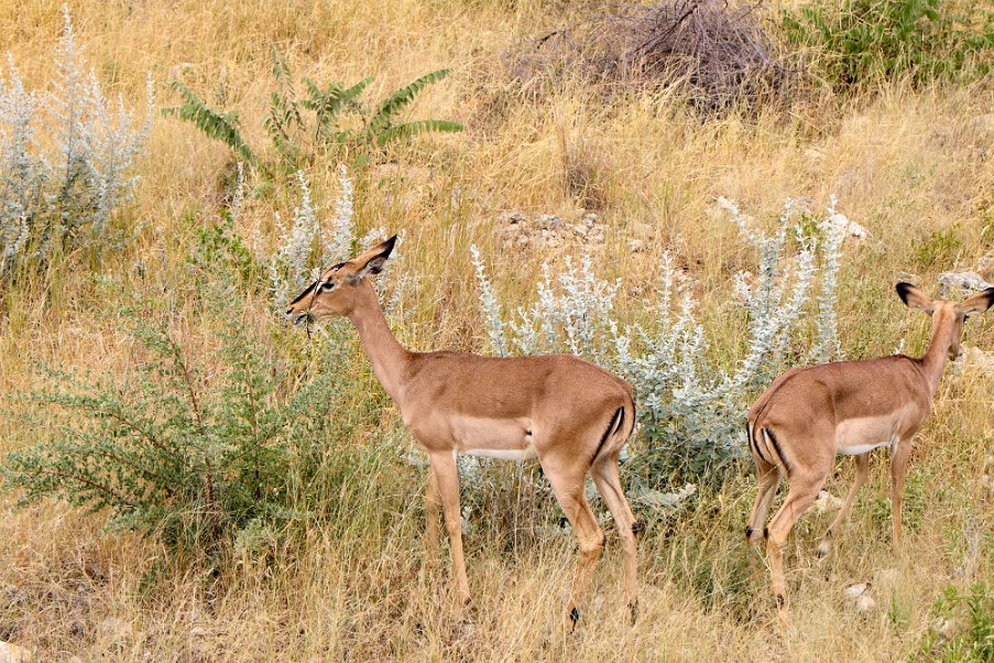 Namibia2024_0286