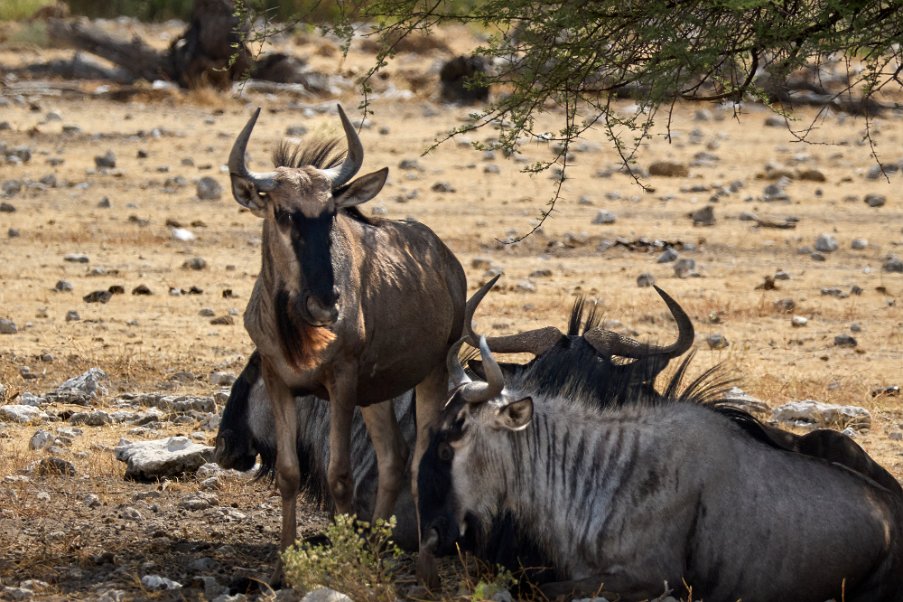 Namibia2024_0289