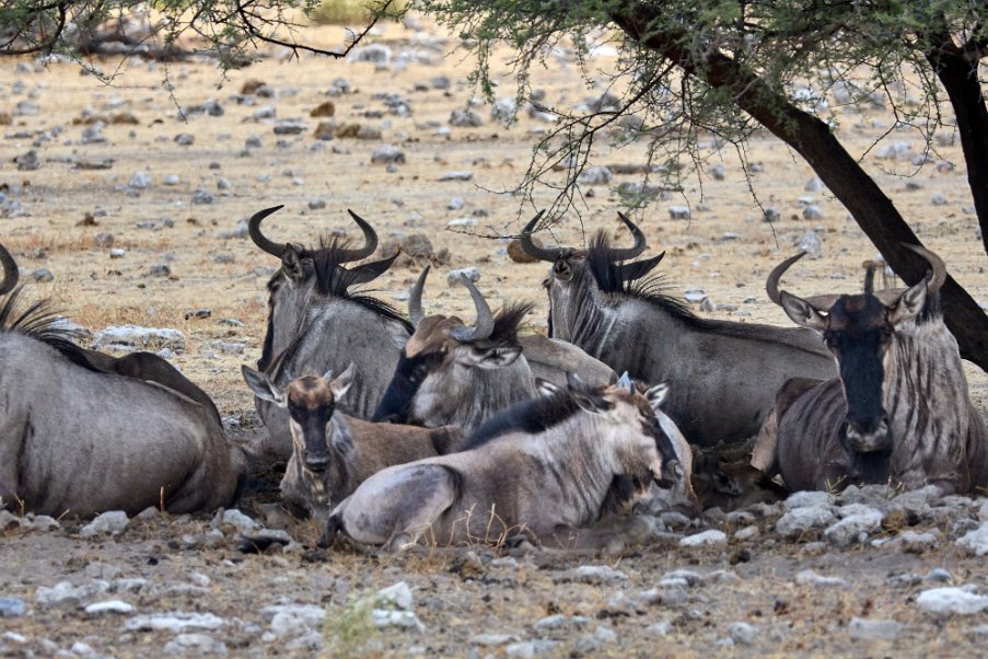 Namibia2024_0290