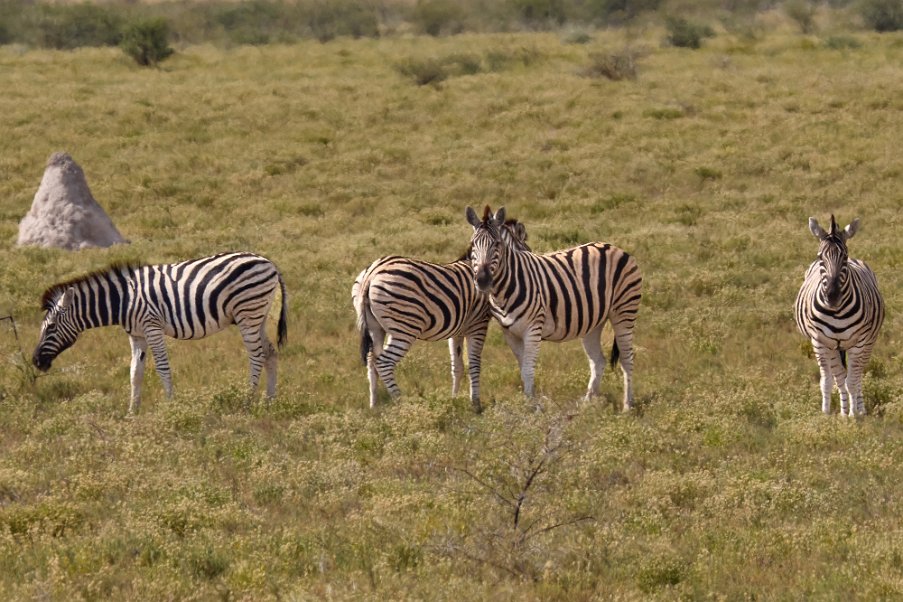 Namibia2024_0294