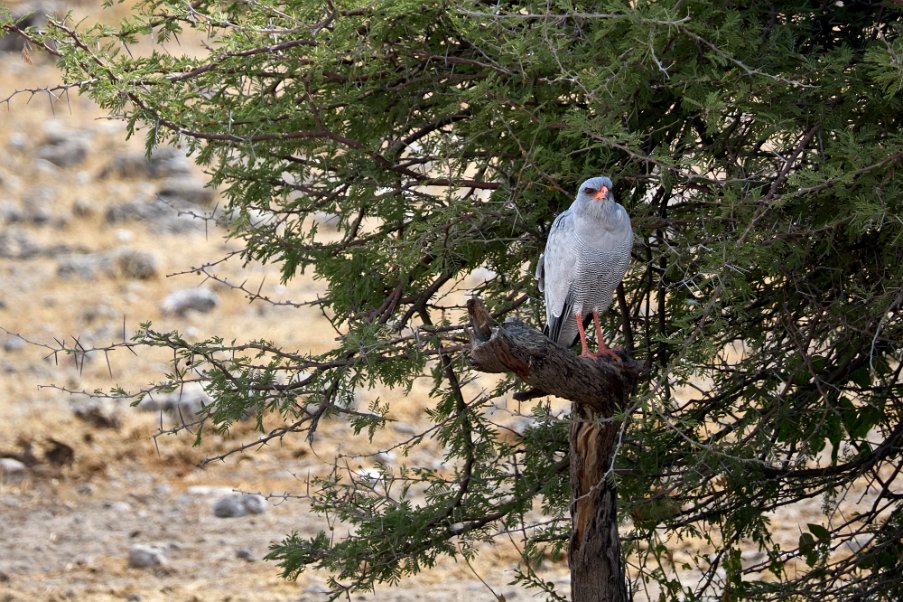 Namibia2024_0295