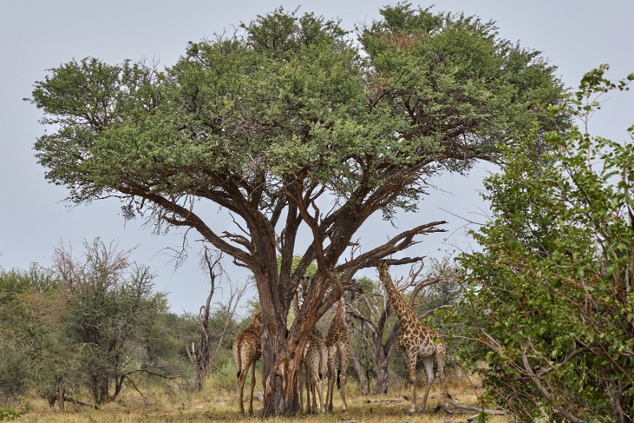 Namibia2024_0601