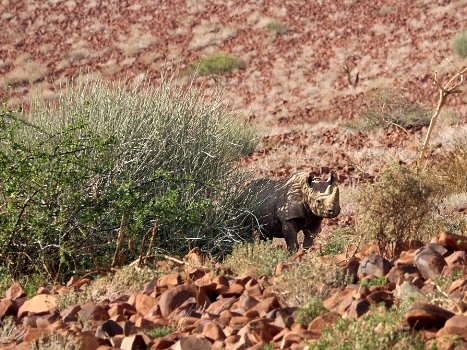 Damaraland