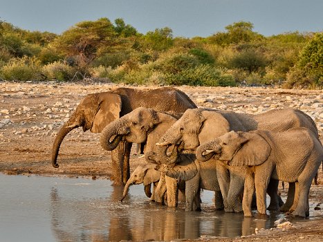 Etosha nationalpark