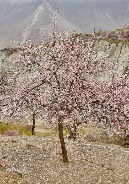 Pakistan 2022_0317