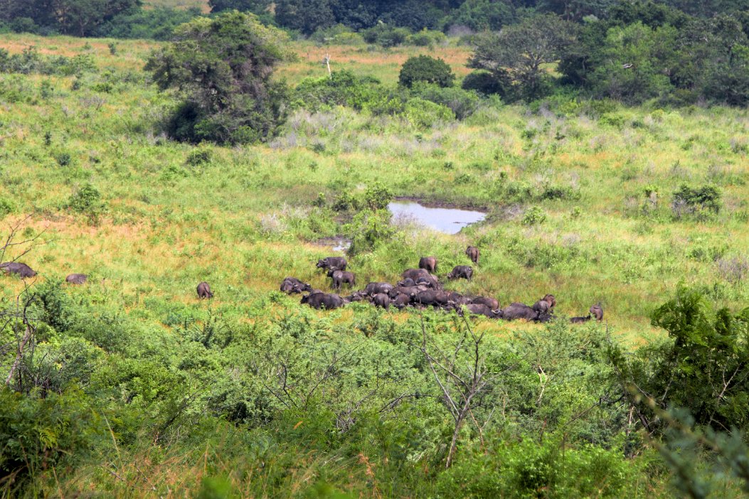 IMG_1164x Hluhluwe-Umfolozi National Park