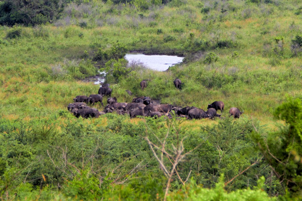 IMG_1166x Hluhluwe-Umfolozi National Park