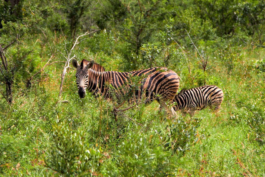 IMG_1169x Hluhluwe-Umfolozi National Park