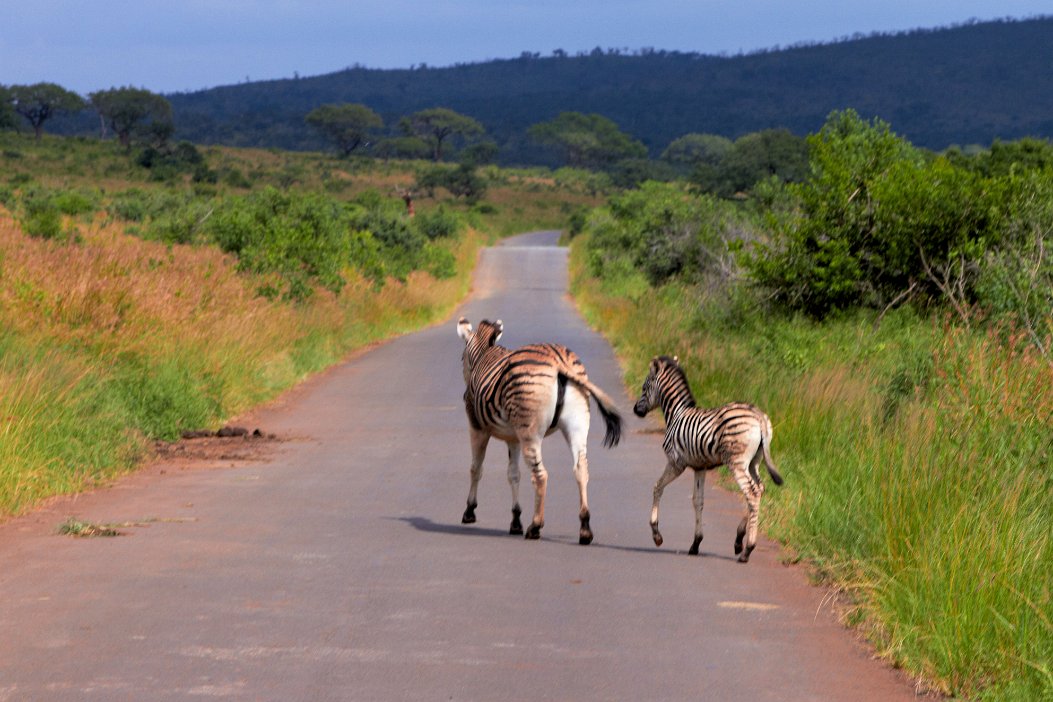 IMG_1170x Hluhluwe-Umfolozi National Park