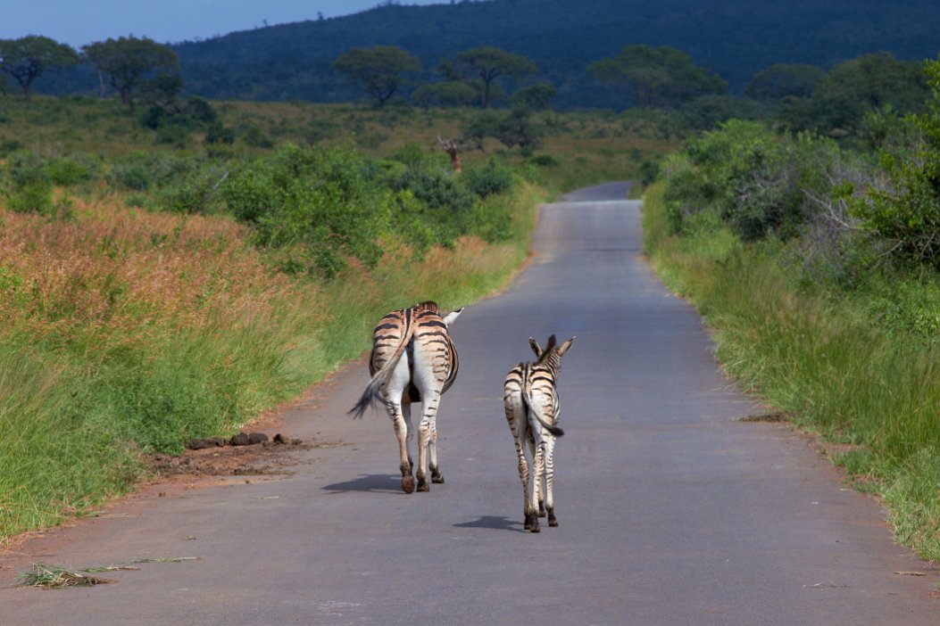 IMG_1171x Hluhluwe-Umfolozi National Park