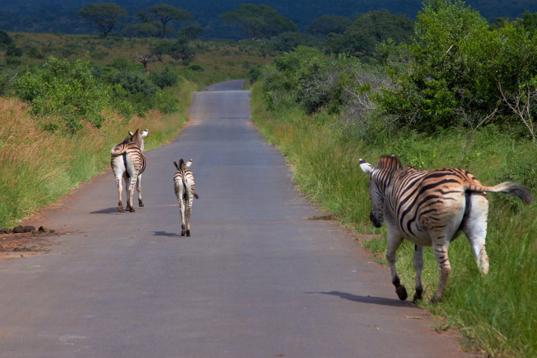 IMG_1172x Hluhluwe-Umfolozi National Park