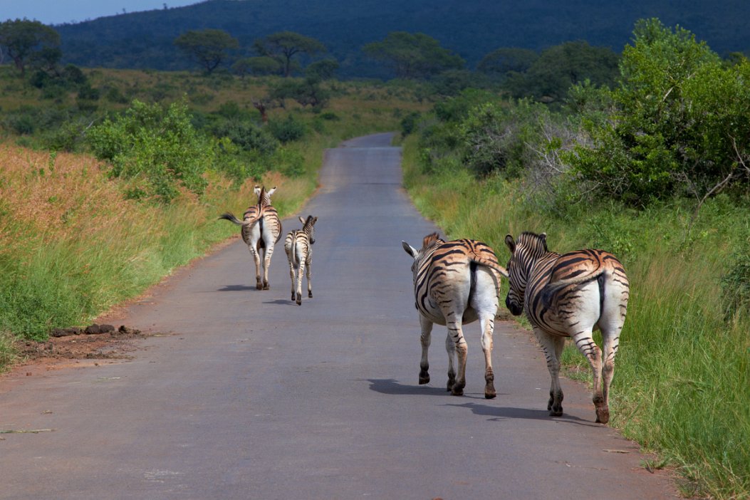 IMG_1173x Hluhluwe-Umfolozi National Park