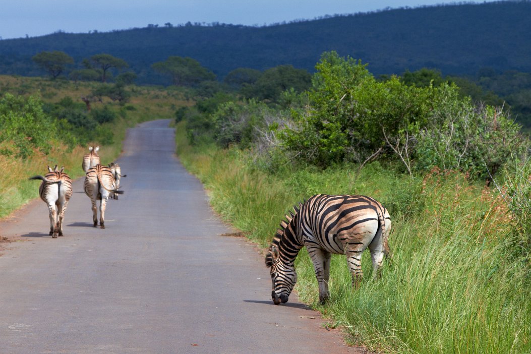 IMG_1174x Hluhluwe-Umfolozi National Park