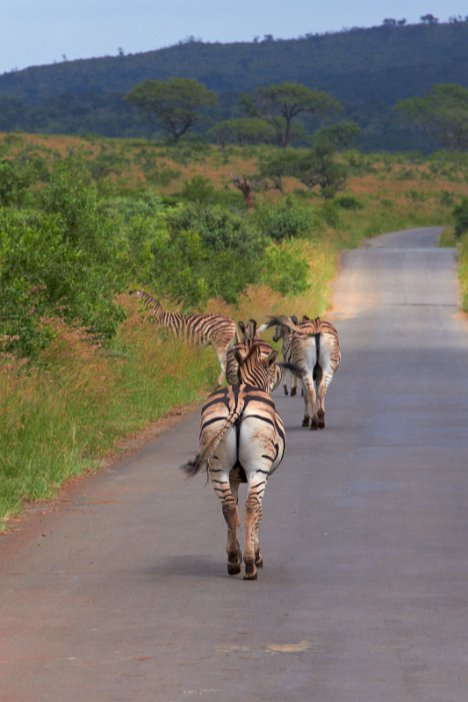 IMG_1175x Hluhluwe-Umfolozi National Park