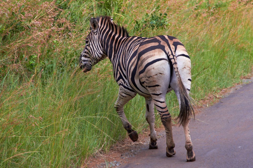 IMG_1176x Hluhluwe-Umfolozi National Park