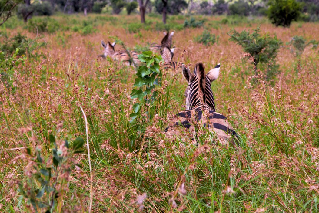 IMG_1177x Hluhluwe-Umfolozi National Park