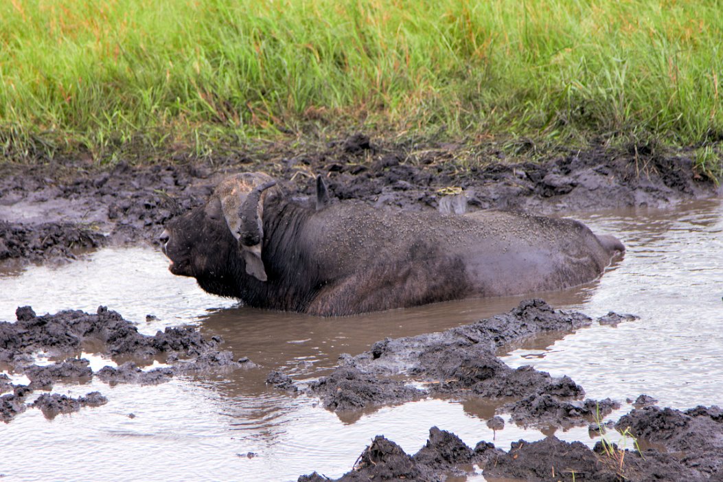 IMG_1178x Hluhluwe-Umfolozi National Park