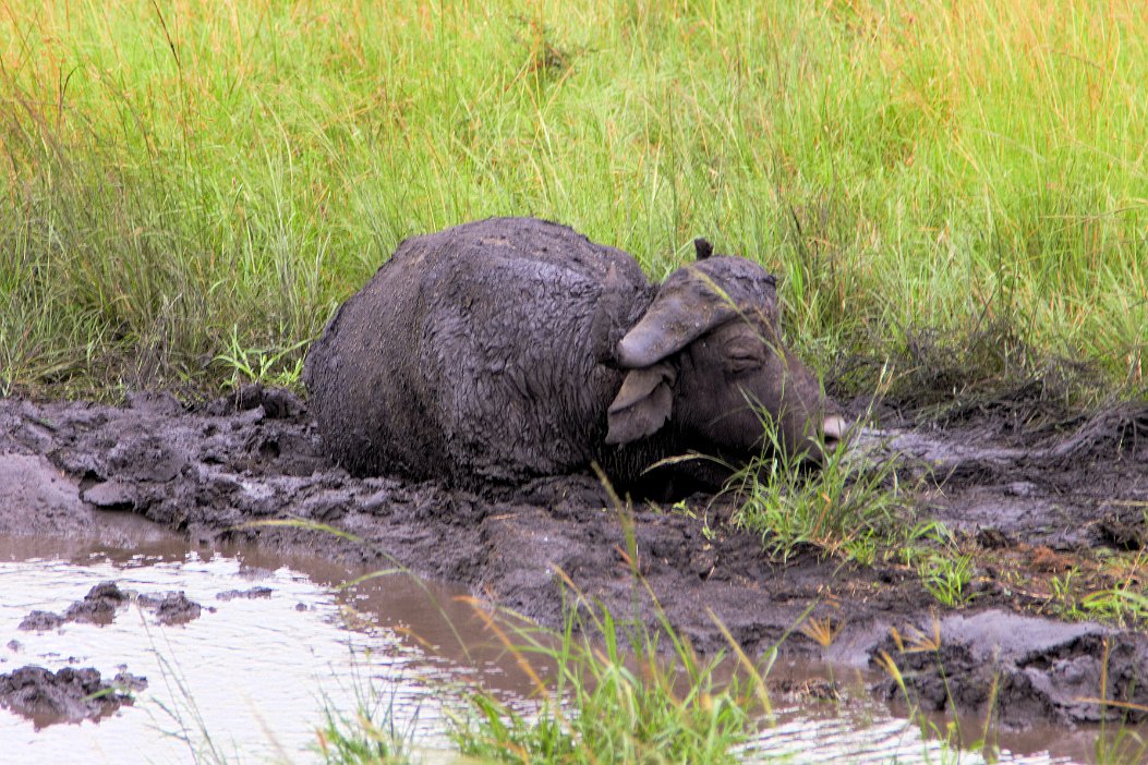 IMG_1179x Hluhluwe-Umfolozi National Park