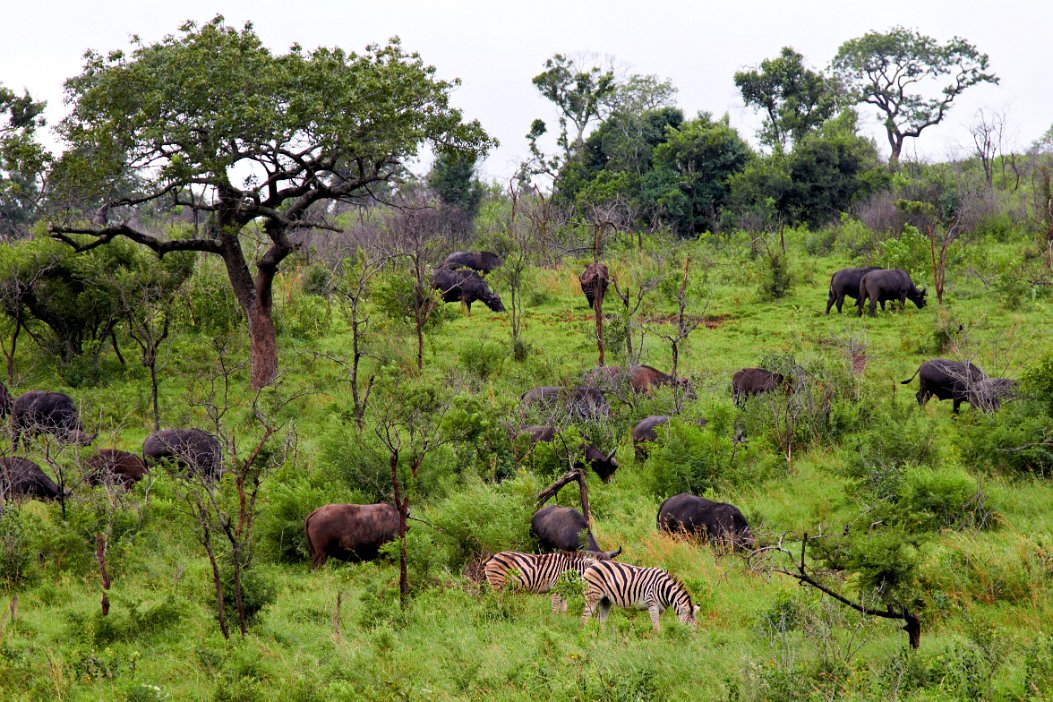 IMG_1184x Hluhluwe-Umfolozi National Park