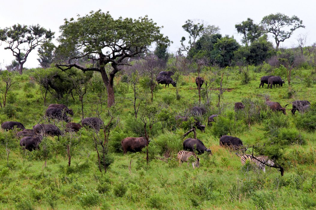 IMG_1185x Hluhluwe-Umfolozi National Park