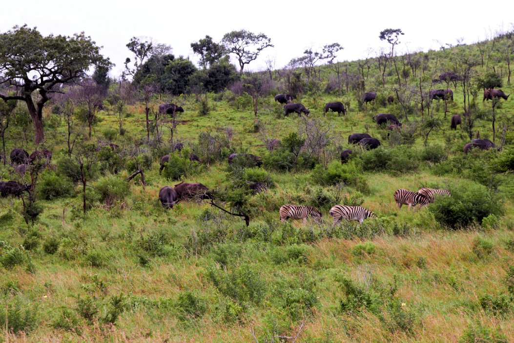 IMG_1186x Hluhluwe-Umfolozi National Park