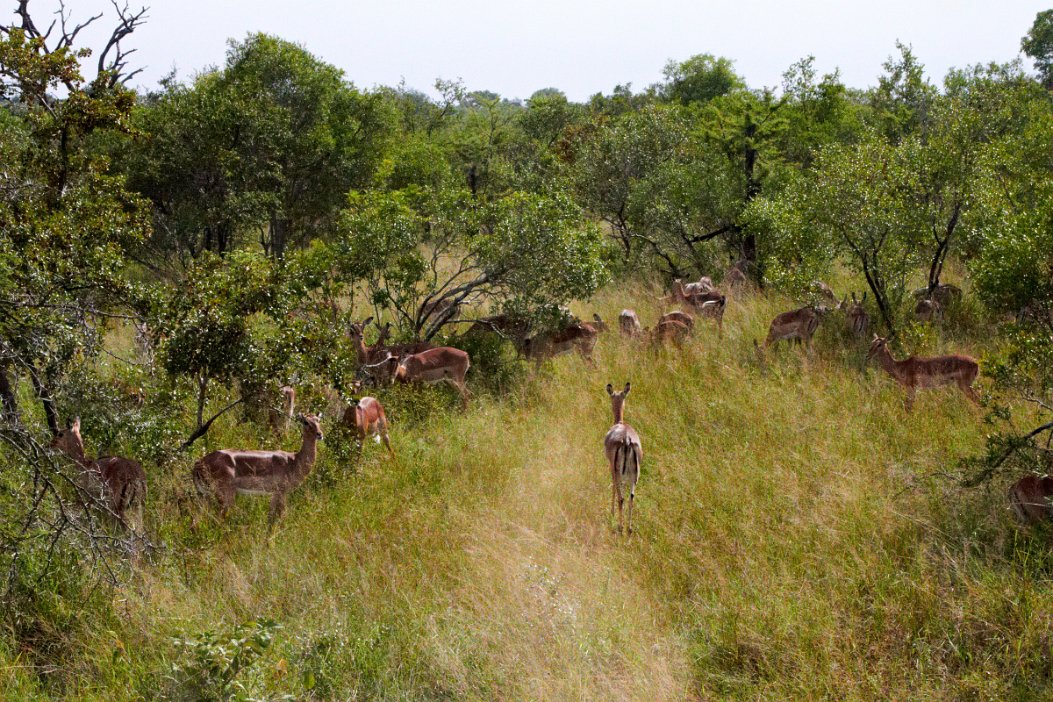 IMG_0901 Krugerparken