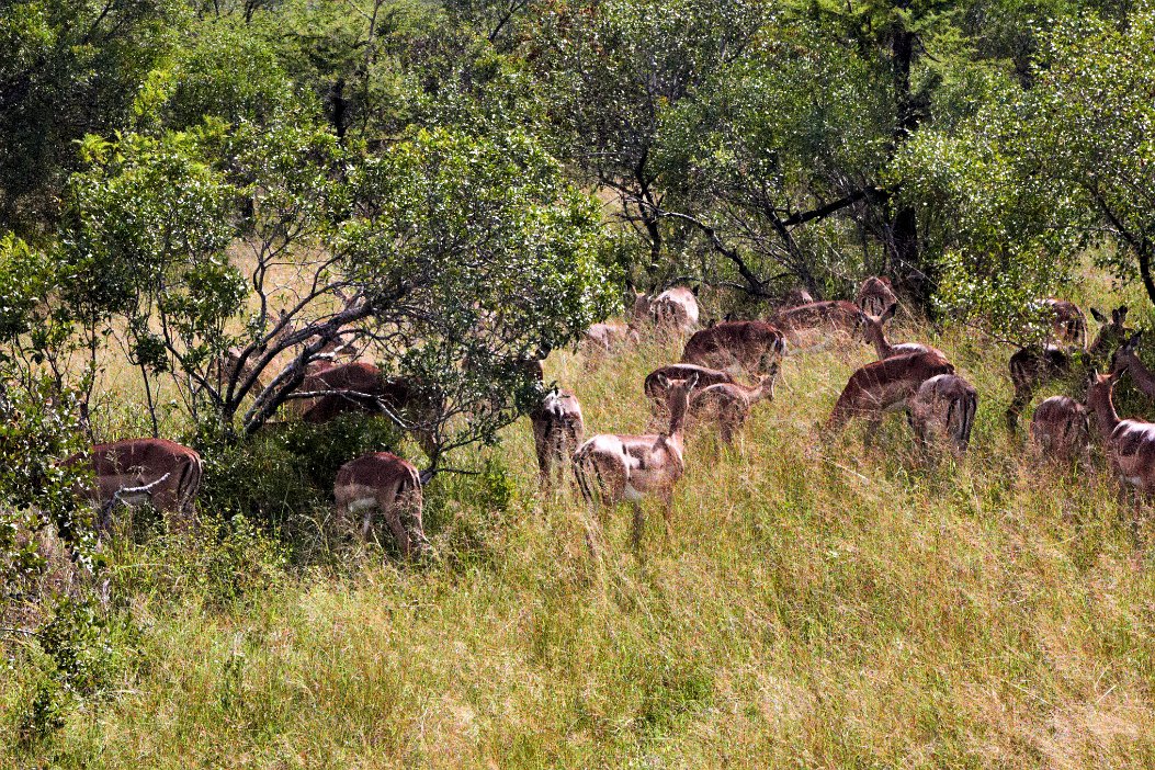 IMG_0902x Krugerparken