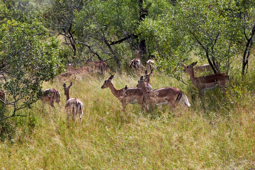 IMG_0903 Krugerparken