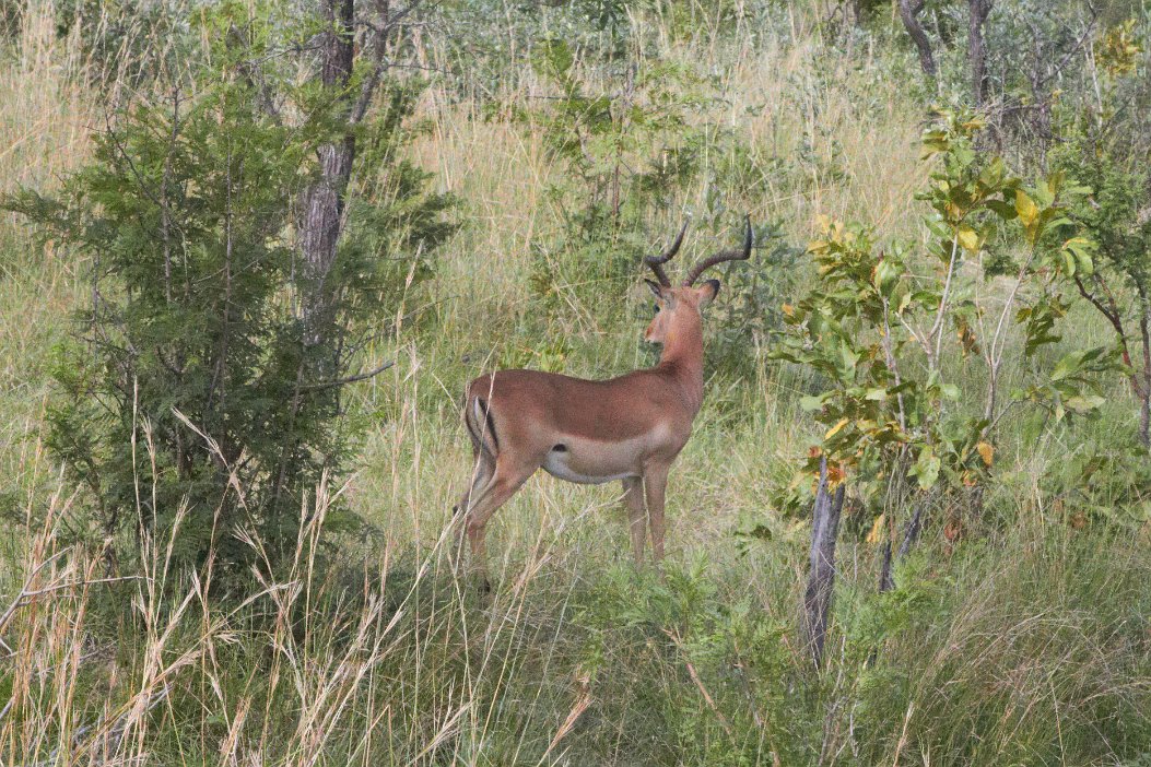 IMG_0904x Krugerparken