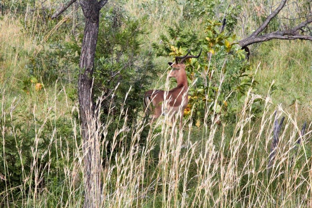 IMG_0905 Krugerparken