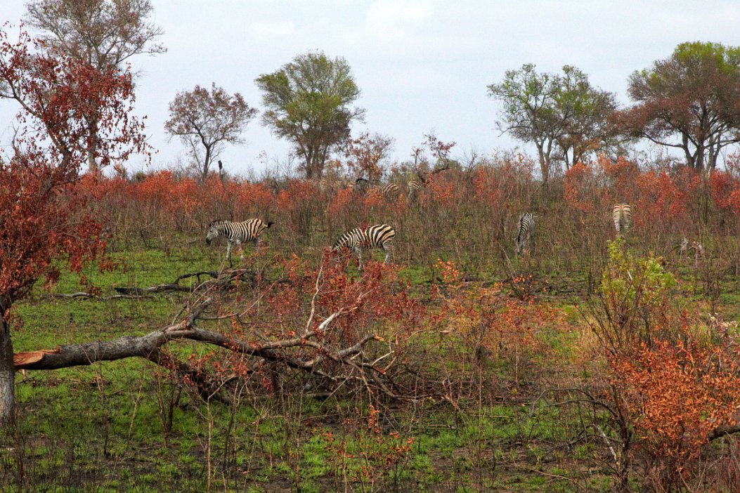 IMG_0908 Krugerparken