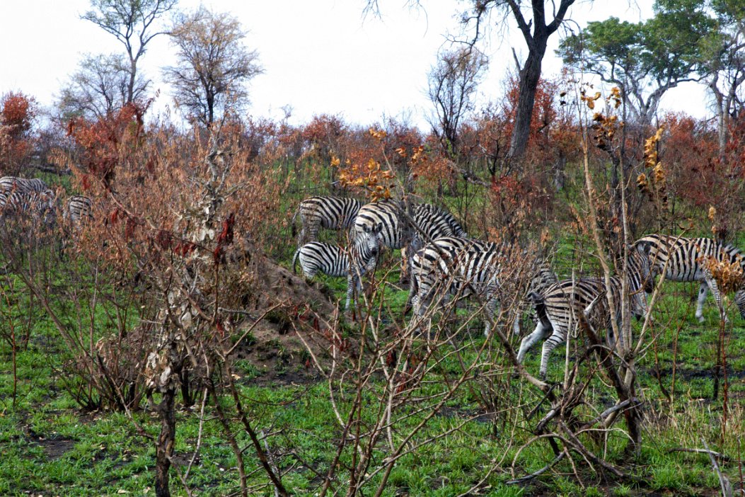 IMG_0910 Krugerparken