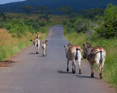 Hluhluwe-Umfolozi Hluhluwe-Umfolozi National Park