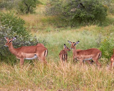 Krugerparken